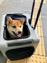 わんちゃん用カートもお利口さんに乗りこなするなちゃん（提供：柴犬るなさん）