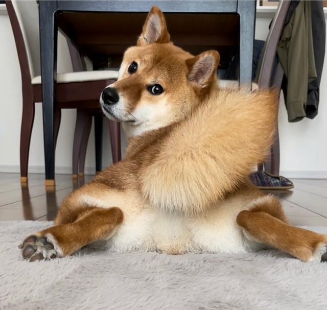 写真の全てが完璧なおだしくん（提供：柴犬のおだしさん）