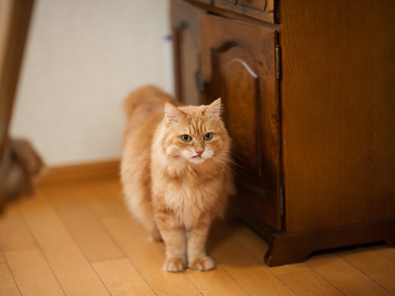「アフタヌーンティーはまだかしら」（小林写函撮影）