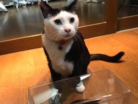 地域猫活動って何をするの？　周囲と協力して、できることからやってみよう