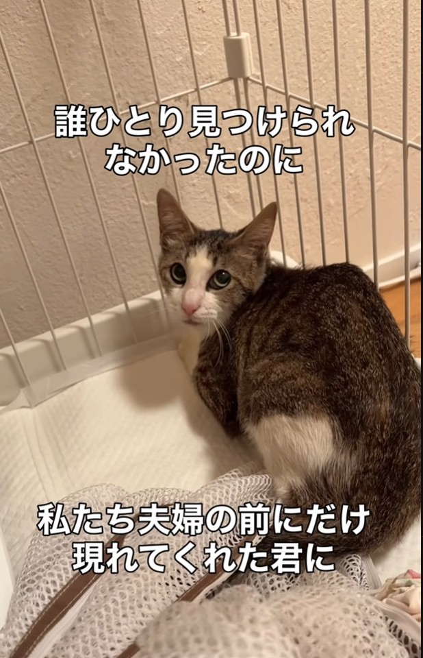 保護初日は飲まず食わずだったが…（「こたとつーちゃんと時々おたま」さん提供、Instagramよりキャプチャ撮影）