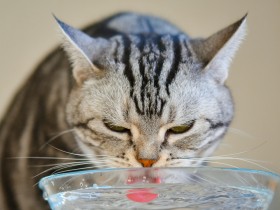 猫のホルモンの病気は慢性腎臓病を隠す　水をよく飲むようになったら不調を疑う