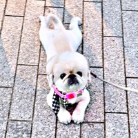 「抱っこして」アピールするてんてんくん（画像提供：てんてんの毎日さん）