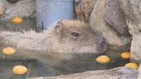 ゆず湯を楽しむ池田動物園のカピバラ「サン」