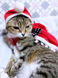 クリスマスのケープが良く似合うゆずちゃん（画像提供：バニラさん）