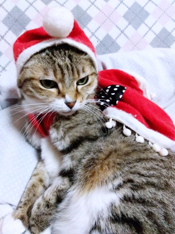 クリスマスのケープが良く似合うゆずちゃん（画像提供：バニラさん）