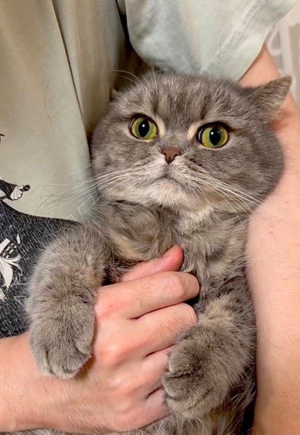 抱っこされてきょとんとするひまりちゃん（画像提供：亀ぽまさん）