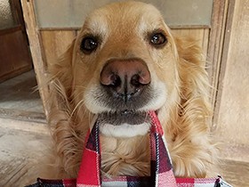 ゴールデンレトリバーの桃花　特技はカバンを持って歩くこと