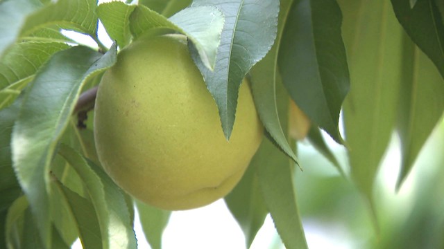猛暑で熟れない育たない…岡山の特産「清水白桃」に異変　糖度が例年より高くなるうれしい変化も