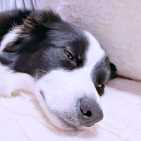 2.5次元俳優さんと演じるキャラクターが大好きなレティちゃん（画像提供：レティ ボーダーコリーさん）