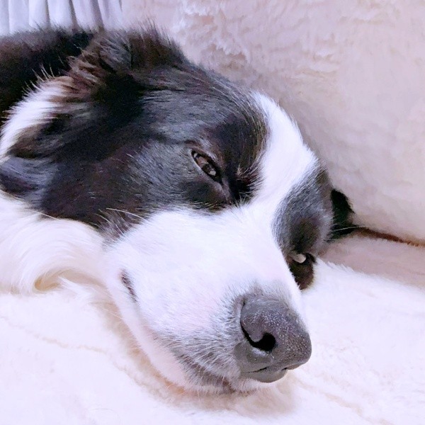 2.5次元俳優さんと演じるキャラクターが大好きなレティちゃん（画像提供：レティ ボーダーコリーさん）