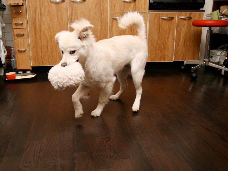 ヤンチャ盛の大吉