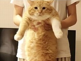 布団を掛けて寝たら、あらら…　猫のぐっぴーが多義語を解説