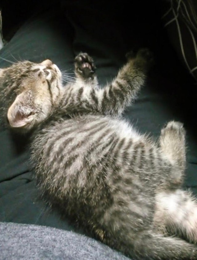 子猫時代、コロコロしていて家族のアイドルに＝gatita_himawariさん提供