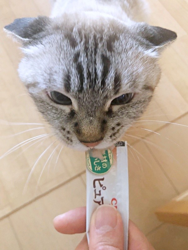 おやつを食べるふぅさん（画像提供：北田千尋さん）