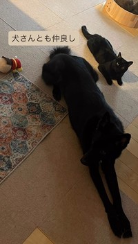 犬さんとも仲良しに（アクノアさん提供、Instagramよりキャプチャ撮影）