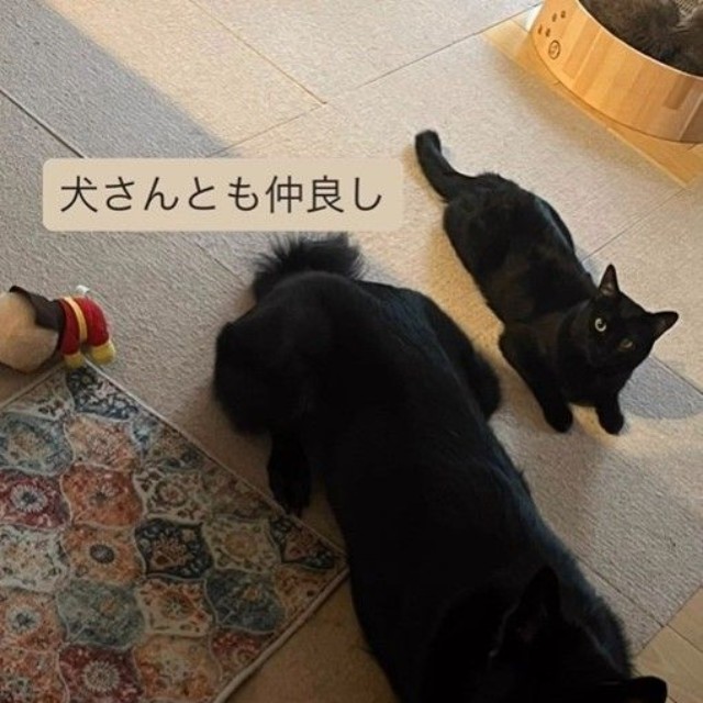 犬さんとも仲良しに（アクノアさん提供、Instagramよりキャプチャ撮影）