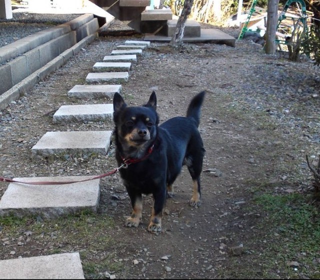 「犬を連れた登山では『リード』を絶対に離さないで！」※写真は、「よく吠える」ことで有名だった、月輪寺の今は亡き番犬さん（画像提供：月輪寺【公式】）