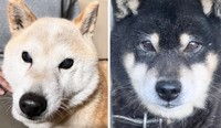 9歳になる黒柴犬、太郎くん（右）と、ひまちゃんの母犬、桜ちゃん（左）。15歳になるさくちゃんも猫ちゃんと相性が悪いそう。（画像提供：柴桜 三朗太さん）