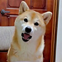 たまご「あるー！」 おしゃべりが話題になったにこちゃん（画像提供：TAKAKOさん）