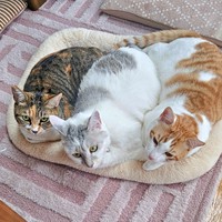 仲良くくつろぐ（左から）ももちゃん、ぎんたくん、爽太くん（画像提供：かまねこさん）