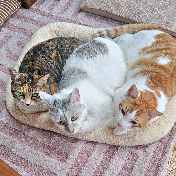 仲良くくつろぐ（左から）ももちゃん、ぎんたくん、爽太くん（画像提供：かまねこさん）