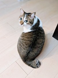 丸いしっぽがキュートなつくねちゃん（画像提供：猫目さん）