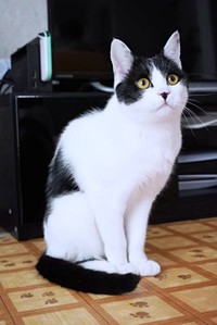 黒白ハチワレ柄がかっこいいむすびくん（画像提供：猫のしお むすび 飼い主はろでさん）