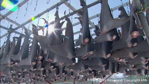 サメの水揚げ日本一　宮城・気仙沼市でフカヒレの天日干し作業