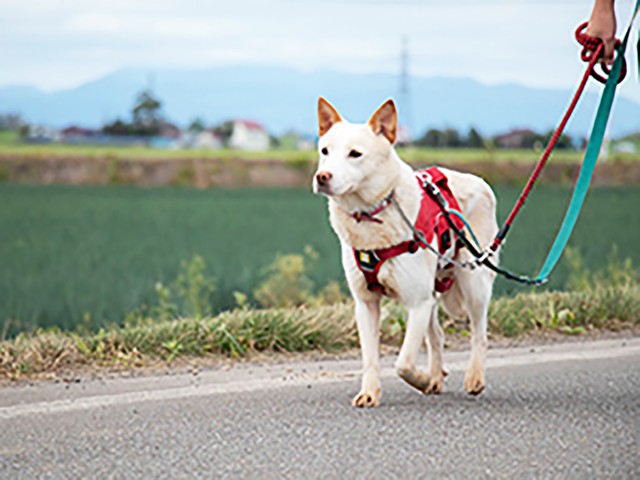 半野犬だったママには慎重な人馴れトレーニングが必要でした