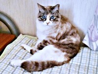 2025年3月9日、日向ぼっこ後、くつろいだテトちゃん（画像提供：テトにゃんさん）