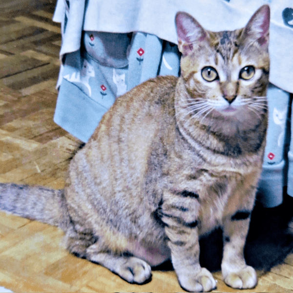 2歳を迎えたころ、すくすくと成長した彩月ちゃん（画像提供：彩月＆萌花にゃんさん）