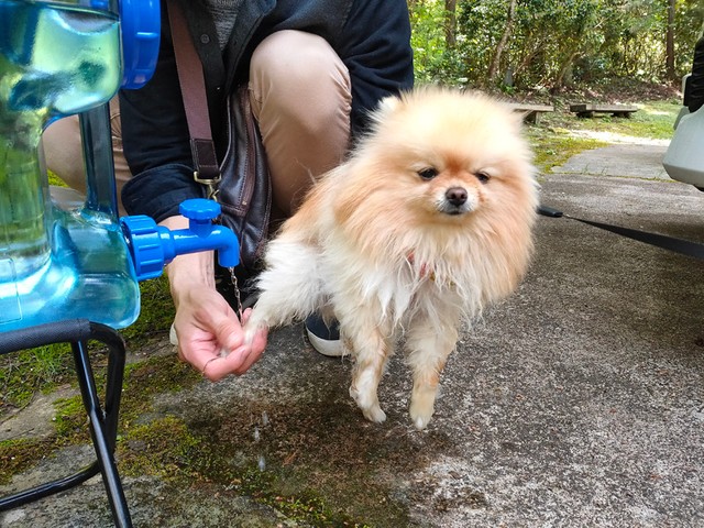 「なんでこんな目に…」ぽぽちゃん、心の声が表情に出ちゃってますよ（提供：ぽこ🐾ぽぽちの飼い主さん）