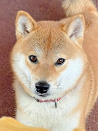 シャンプーを終えて美しさが増したムギちゃん（画像提供：柴犬ムギさん）