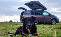 愛犬が車酔い→外の空気を吸わせよう※画像はAIが作成したイメージです（真由　野田/stock.adobe.com）