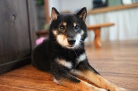 小豆はふだんはツンで、おっとりした性格