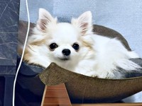 小羽ちゃんの美味しいものを食べたあと＆狙っているときのお顔（画像提供：梅羽毬さん）