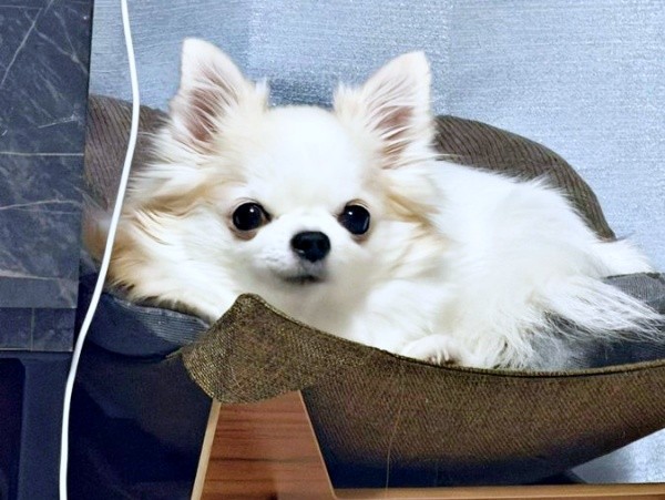 小羽ちゃんの美味しいものを食べたあと＆狙っているときのお顔（画像提供：梅羽毬さん）