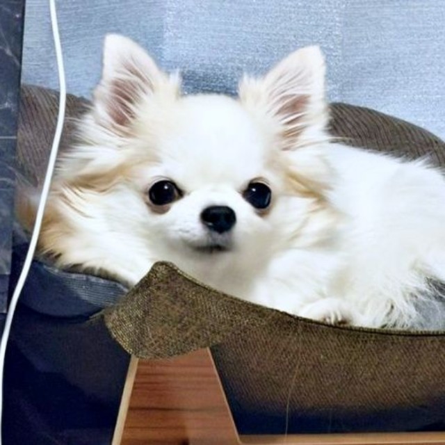 小羽ちゃんの美味しいものを食べたあと＆狙っているときのお顔（画像提供：梅羽毬さん）