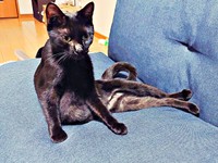 まるで人間！？ 腰をおろして座るしずくちゃん（画像提供：さばりんご。さん）