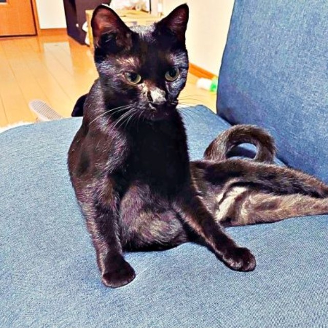 まるで人間！？ 腰をおろして座るしずくちゃん（画像提供：さばりんご。さん）