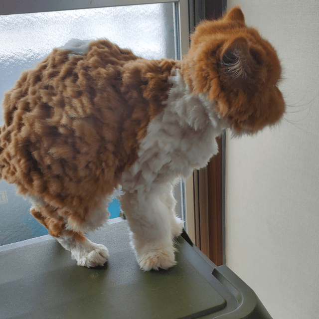 レゴでできた猫！？ガタガタカットのエキゾチック長毛ねこちゃん 画像提供：ぽぽにゃむと猫さん