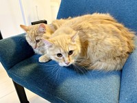 お迎え時は、推定1歳。（奥）剛くん（手前）健ちゃん（画像提供：ほとぷぅとごうとけんさん）