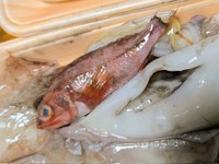 イカの筒から出てきたのは1匹の赤い魚／投稿主さん提供