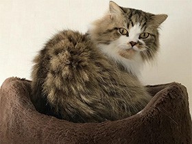 お昼寝から起きたところだよ　スコティッシュの「空」