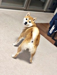 ボールが投げられるのを待つひるねちゃん（画像提供：柴犬 ひるねさん）