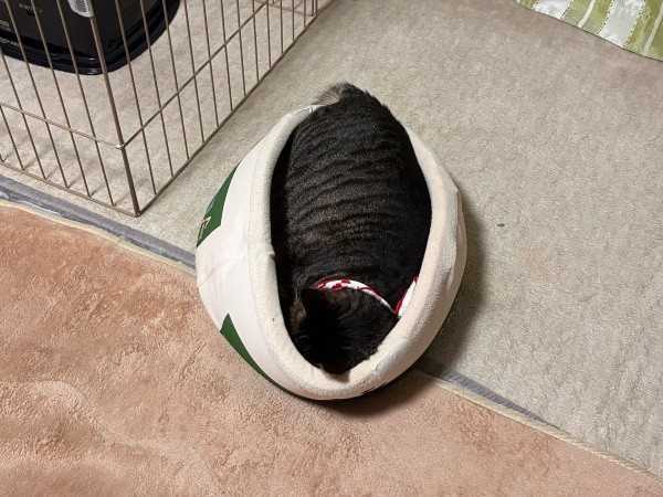 まるで「紫芋タルト」のような姿で眠るカーテンに登るシンくん（画像提供：ハララカさん）