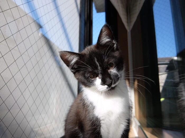 家にきたころの「ふう」