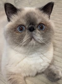 日中に自然光が部屋に入ると、ブルーの瞳がより綺麗に見える