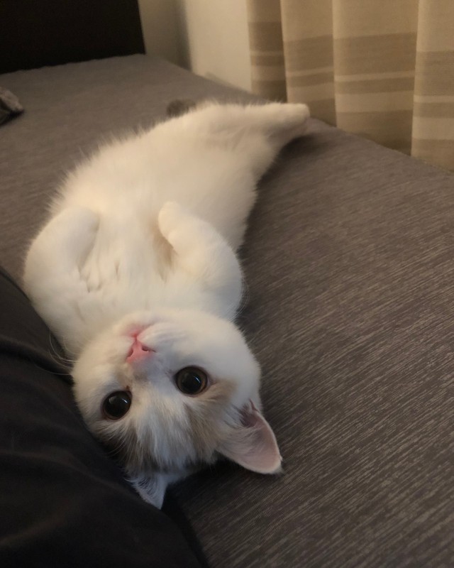 飼い主さんにくっつくしらすちゃん。まるで魚！？（提供写真）